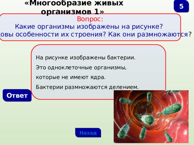 5  «Многообразие живых организмов 1» Вопрос:  Какие организмы изображены на рисунке? Каковы особенности их строения? Как они размножаются ? На рисунке изображены бактерии. Это одноклеточные организмы, которые не имеют ядра. Бактерии размножаются делением. Ответ Назад 