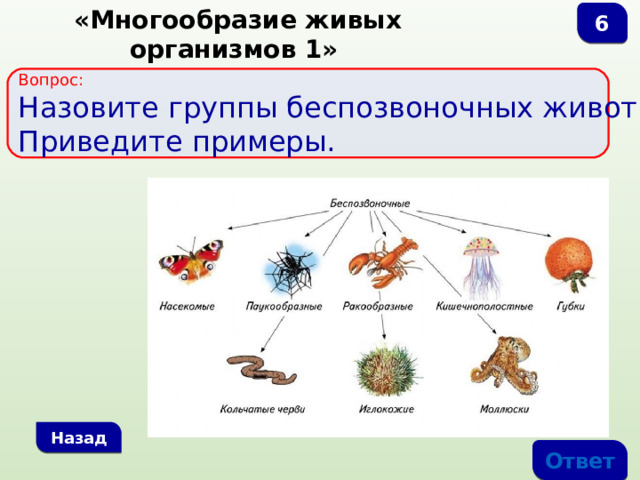 6  «Многообразие живых организмов 1» Вопрос:  Назовите группы беспозвоночных животных. Приведите примеры. Назад Ответ 