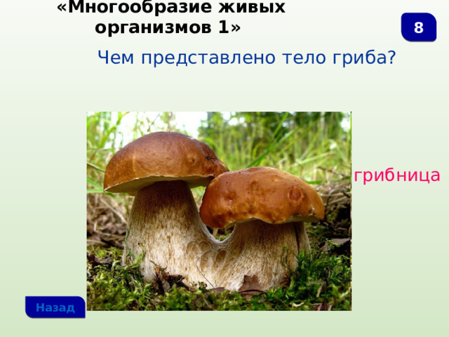  «Многообразие живых организмов 1» 8 Чем представлено тело гриба? грибница Назад 
