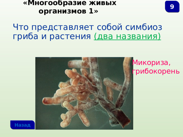  «Многообразие живых организмов 1» 9 Что представляет собой симбиоз гриба и растения (два названия) Микориза, грибокорень Назад 