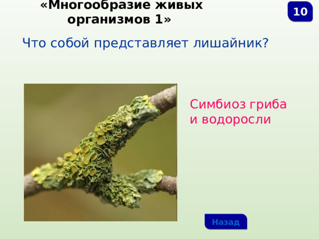  «Многообразие живых организмов 1» 10 Что собой представляет лишайник? Симбиоз гриба и водоросли Назад 