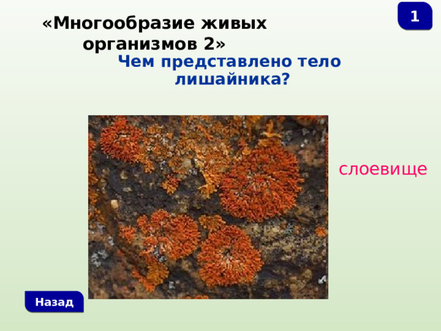 1 «Многообразие живых организмов 2» Чем представлено тело лишайника? слоевище Назад 