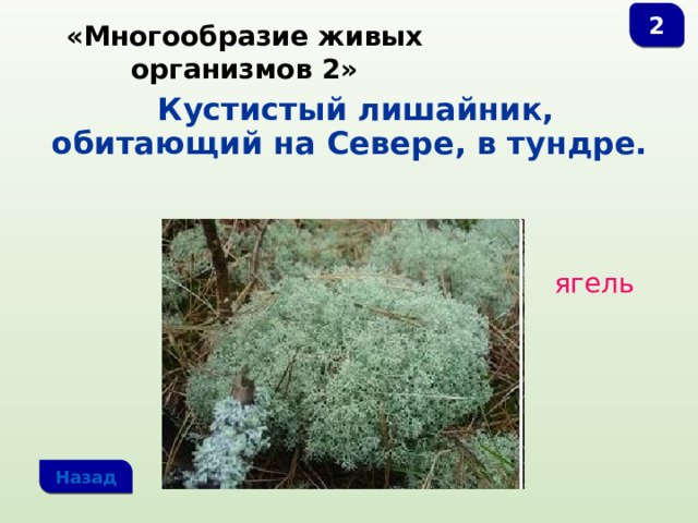 2 «Многообразие живых организмов 2»  Кустистый лишайник, обитающий на Севере, в тундре. ягель Назад 