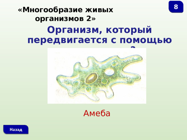 8 «Многообразие живых организмов 2» Организм, который передвигается с помощью ложноножек?  Амеба 
