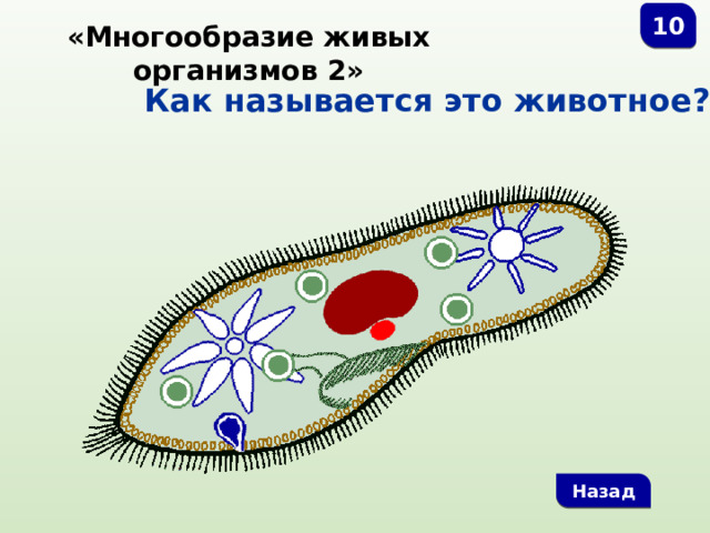 10 «Многообразие живых организмов 2» Как называется это животное?  Назад 