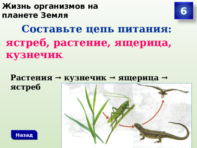 Жизнь организмов на планете Земля 6 Составьте цепь питания: ястреб, растение, ящерица, кузнечик . Растения → кузнечик → ящерица → ястреб Назад 