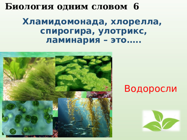  Биология одним словом 6   Хламидомонада, хлорелла, спирогира, улотрикс, ламинария – это…..    Водоросли 