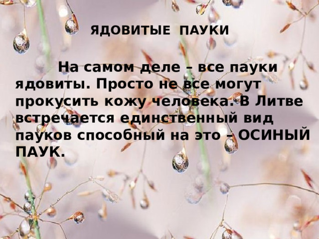 ЯДОВИТЫЕ ПАУКИ  На самом деле – все пауки ядовиты. Просто не все могут прокусить кожу человека. В Литве встречается единственный вид пауков способный на это – ОСИНЫЙ ПАУК.  