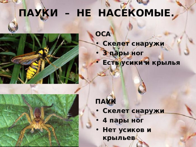 ПАУКИ – НЕ НАСЕКОМЫЕ. ОСА Скелет снаружи 3 пары ног Есть усики и крылья ПАУК Скелет снаружи 4 пары ног Нет усиков и крыльев 