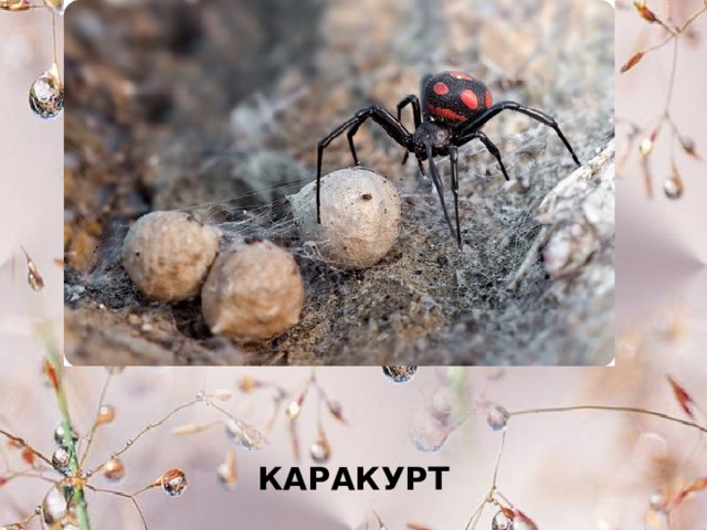 КАРАКУРТ 