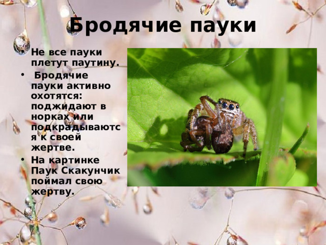 Бродячие пауки Не все пауки плетут паутину.  Бродячие пауки активно охотятся: поджидают в норках или подкрадываются к своей жертве. На картинке Паук Скакунчик поймал свою жертву.  