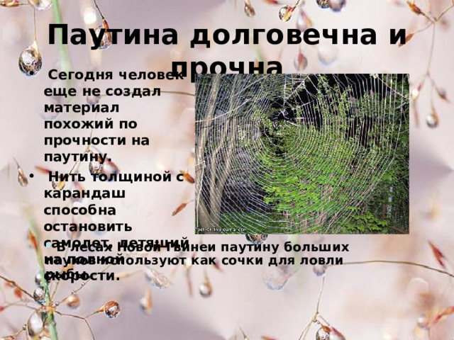 Паутина долговечна и прочна  Сегодня человек еще не создал материал похожий по прочности на паутину.  Нить толщиной с карандаш способна остановить самолет, летящий на полной скорости.   В лесах Новой Гвинеи паутину больших пауков используют как сочки для ловли рыбы.  