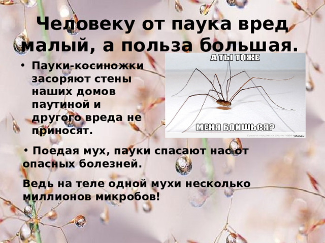 Человеку от паука вред малый, а польза большая.  Пауки-косиножки засоряют стены наших домов паутиной и другого вреда не приносят.      Поедая мух, пауки спасают нас от опасных болезней. Ведь на теле одной мухи несколько миллионов микробов! 