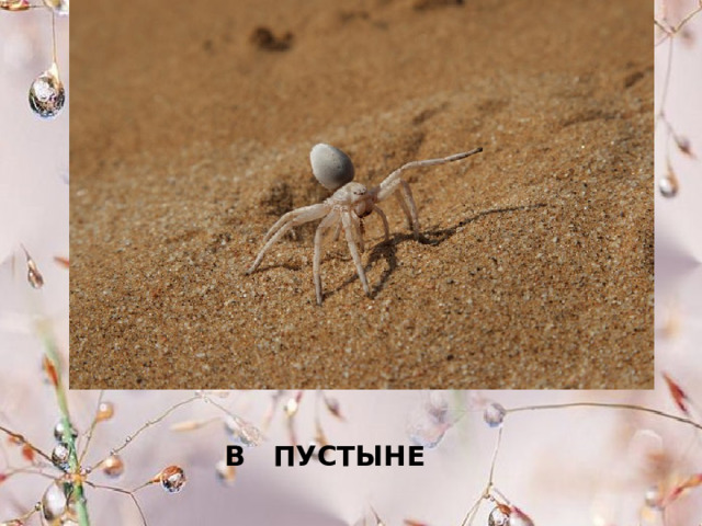 В ПУСТЫНЕ 