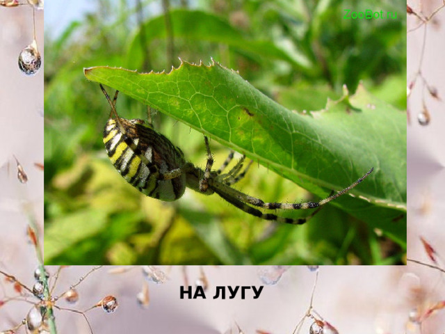  НА ЛУГУ 