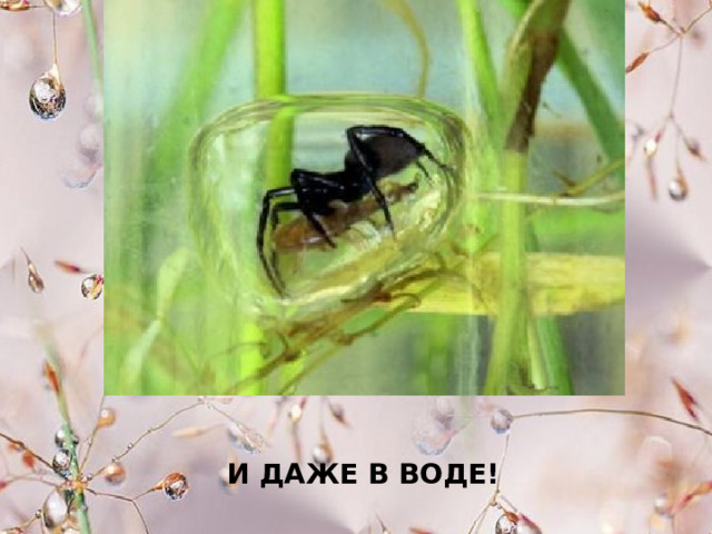 И ДАЖЕ В ВОДЕ! 