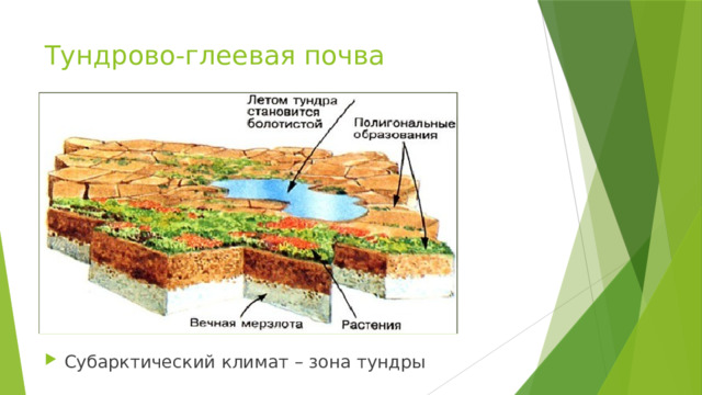 Тундрово-глеевая почва Субарктический климат – зона тундры 