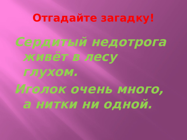 Отгадайте загадку! Сердитый недотрога живёт в лесу глухом. Иголок очень много, а нитки ни одной. 