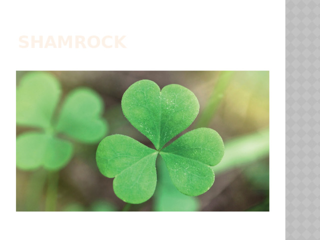 Shamrock 