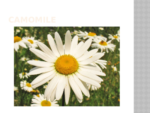 camomile 