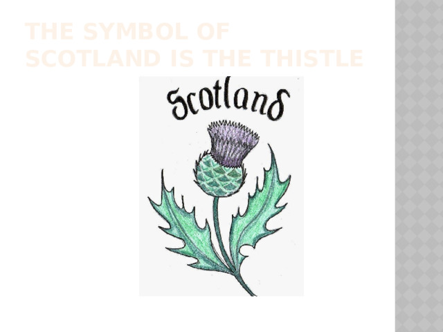 The symbol of Scotland is the thistle 