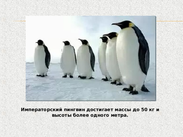 Императорский пингвин достигает массы до 50 кг и высоты более одного метра. 
