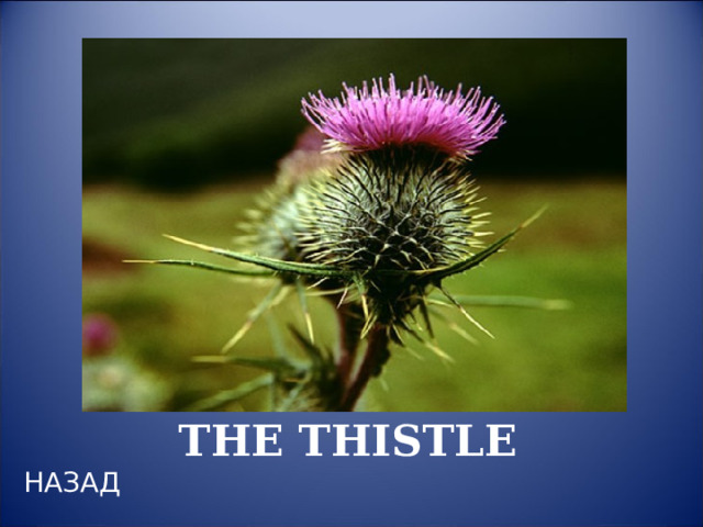 THE THISTLE НАЗАД 