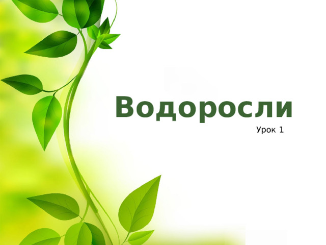 Водоросли Урок 1 Оригинальные шаблоны для презентаций: https://presentation-creation.ru/powerpoint-templates.html  Бесплатно и без регистрации.  