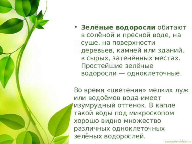 Зелёные водоросли  обитают в солёной и пресной воде, на суше, на поверхности деревьев, камней или зданий, в сырых, затенённых местах. Простейшие зелёные водоросли — одноклеточные.  Во время «цветения» мелких луж или водоёмов вода имеет изумрудный оттенок. В капле такой воды под микроскопом хорошо видно множество различных одноклеточных зелёных водорослей. 