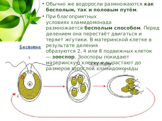 Размножение водорослей 6