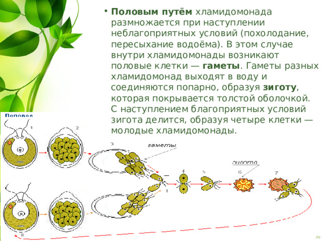 Половым путём  хламидомонада размножается при наступлении неблагоприятных условий (похолодание, пересыхание водоёма). В этом случае внутри хламидомонады возникают половые клетки —  гаметы . Гаметы разных хламидомонад выходят в воду и соединяются попарно, образуя  зиготу , которая покрывается толстой оболочкой. С наступлением благоприятных условий зигота делится, образуя четыре клетки — молодые хламидомонады. 