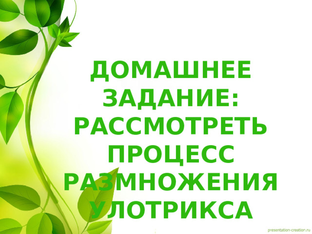 Домашнее задание: Рассмотреть процесс размножения улотрикса 