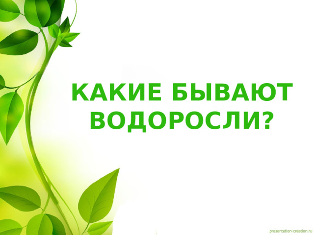 Какие бывают водоросли? 
