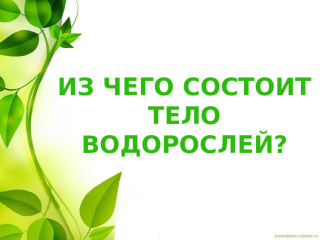 Из чего состоит тело водорослей? 