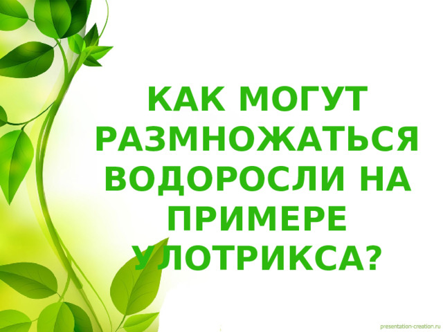 Как могут размножаться водоросли на примере улотрикса? 