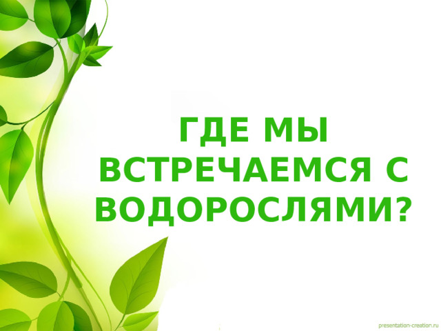 Где мы встречаемся с водорослями? 