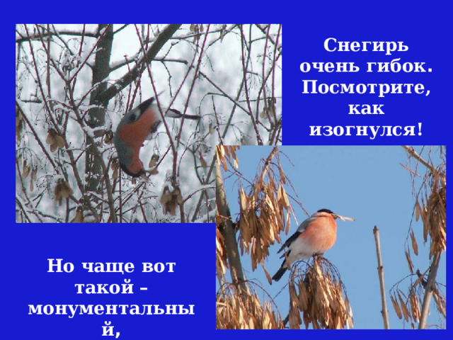 Снегирь очень гибок . Посмотрите, как изогнулся! Но чаще вот такой – монументальный , с гордым видом.  