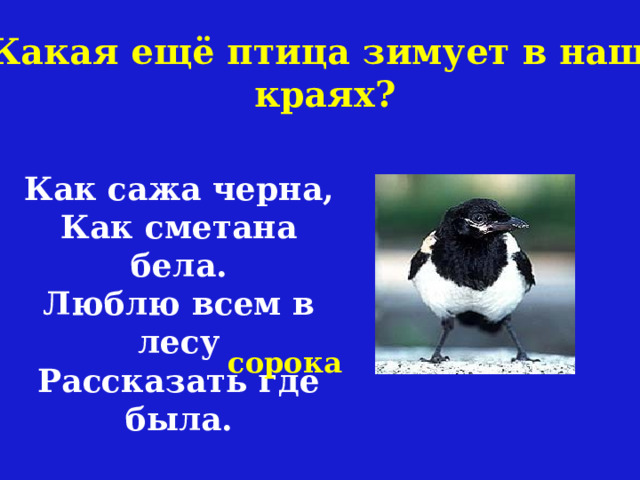  Какая ещё птица зимует в наших краях? Как сажа черна, Как сметана бела. Люблю всем в лесу Рассказать где была. сорока 