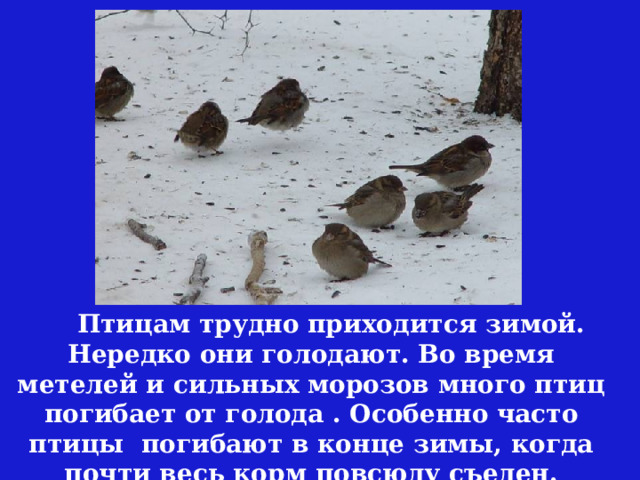  Птицам трудно приходится зимой. Нередко они голодают. Во время метелей и сильных морозов много птиц погибает от голода . Особенно часто птицы погибают в конце зимы, когда почти весь корм повсюду съеден.  