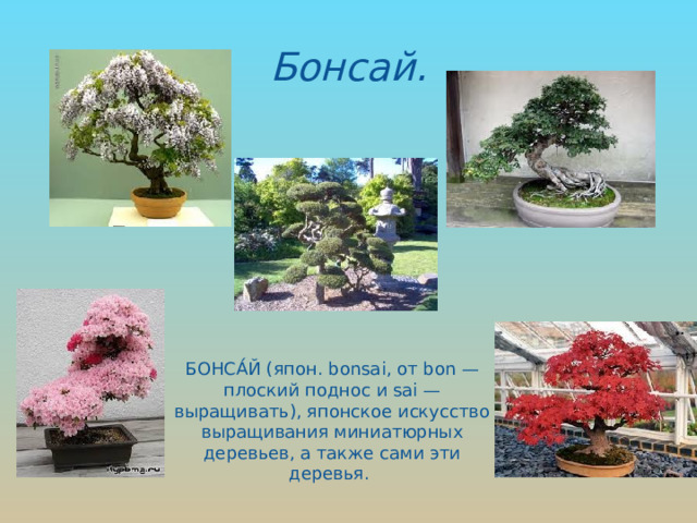 Бонсай. БОНСА́Й (япон. bonsai, от bon — плоский поднос и sai — выращивать), японское искусство выращивания миниатюрных деревьев, а также сами эти деревья.    