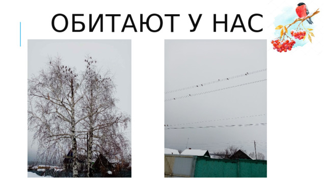 Обитают у нас 