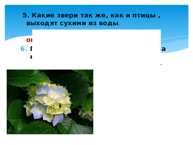  5. Какие звери так же, как и птицы , выходят сухими из воды .  ( Бобры, ондатры) Почему лиса оглядывается когда за нею бежит собака?  ( так как у нее сзади нет глаз)      