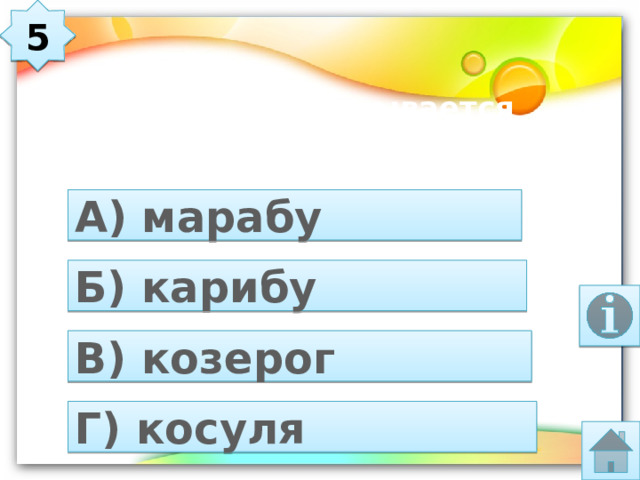 5 Как по-другому называется северный олень? А) марабу Б) карибу В) козерог Г) косуля  