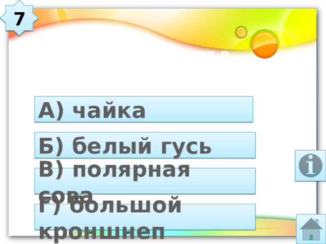 7 Какая птица щеголяет в тёплых штанишках? А) чайка Б) белый гусь В) полярная сова Г) большой кроншнеп 