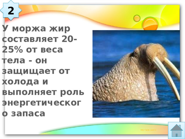 2 У моржа жир составляет 20-25% от веса тела - он защищает от холода и выполняет роль энергетического запаса 