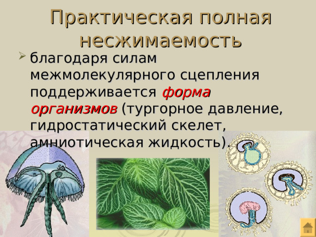 Практическая полная несжимаемость благодаря силам межмолекулярного сцепления поддерживается форма организмов (тургорное давление, гидростатический скелет, амниотическая жидкость). 