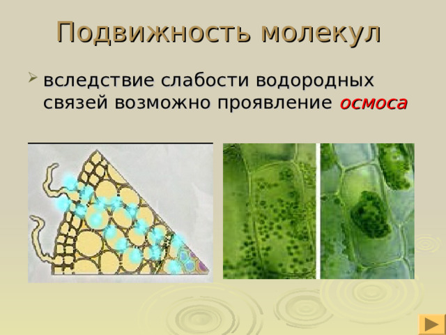 Подвижность молекул вследствие слабости водородных связей возможно проявление осмоса 