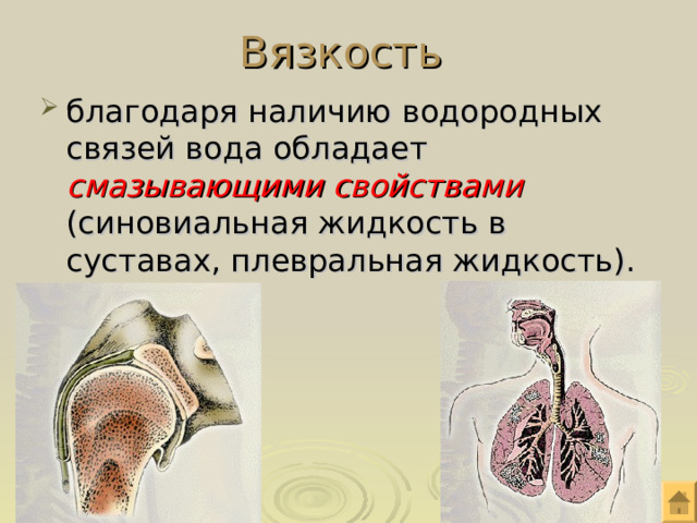  Вязкость   благодаря наличию водородных связей вода обладает смазывающими свойствами (синовиальная жидкость в суставах, плевральная жидкость). 