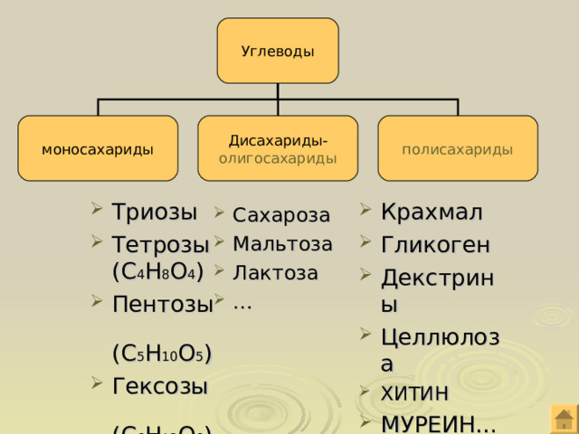 Углеводы моносахариды Дисахариды- олигосахариды полисахариды Крахмал Гликоген Декстрины Целлюлоза ХИТИН МУРЕИН…    Триозы Тетрозы (С 4 Н 8 О 4 ) Пентозы (С 5 Н 10 О 5 ) Гексозы (С 6 Н 12 О 6 ) Сахароза Мальтоза Лактоза … 