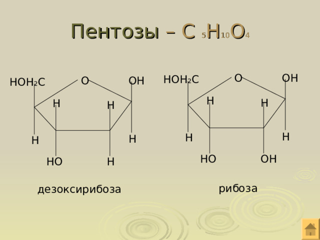 Пентозы – С 5 Н 10 О 4 О ОН НОН 2 С О ОН НОН 2 С Н Н Н Н Н Н Н Н НО ОН НО Н рибоза дезоксирибоза 